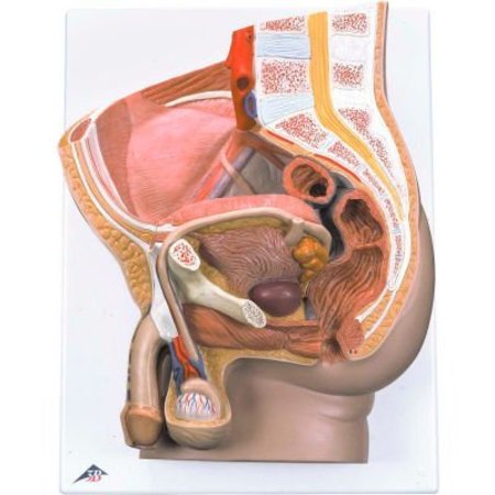 FABRICATION ENTERPRISES 3B® Anatomical Model - Male Pelvis, 2-Part 985396